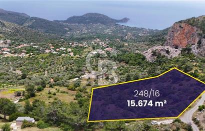 DATÇA MESUDİYE'DE DENİZ MANZARALI 15.674m² SATILIK ZEYTİNLİK
