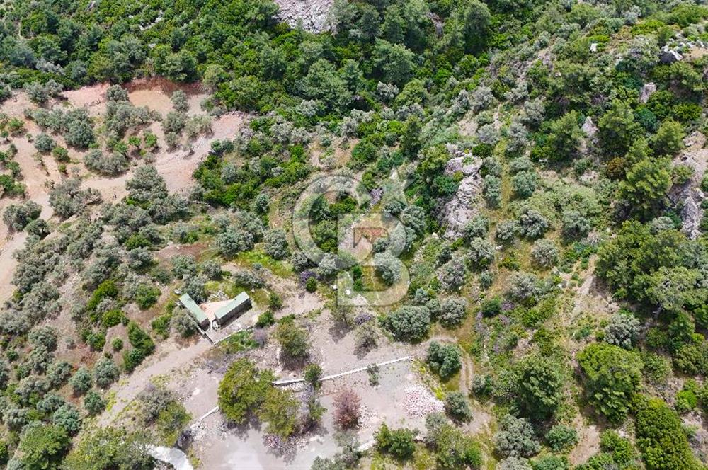 DATÇA MESUDİYE'DE DENİZ MANZARALI 5.014m² SATILIK ZEYTİNLİK