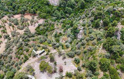 DATÇA MESUDİYE'DE DENİZ MANZARALI 5.014m² SATILIK ZEYTİNLİK