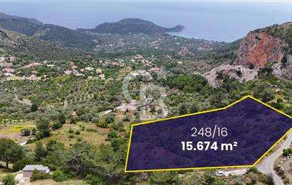 DATÇA MESUDİYE'DE DENİZ MANZARALI 15.674m² SATILIK ZEYTİNLİK