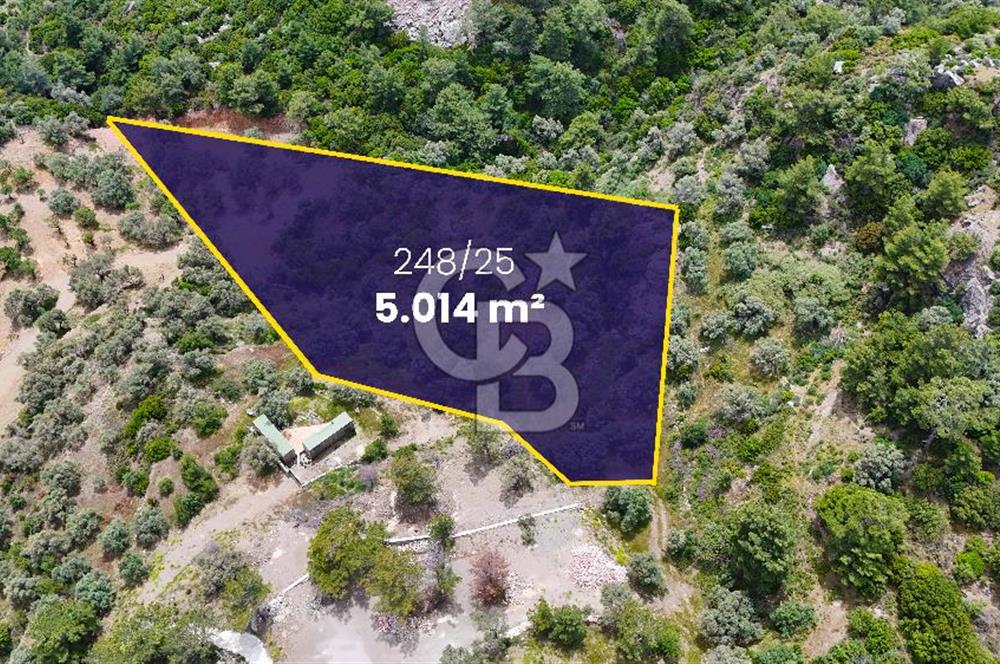 DATÇA MESUDİYE'DE DENİZ MANZARALI 5.014m² SATILIK ZEYTİNLİK