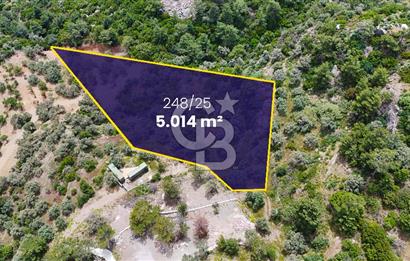 DATÇA MESUDİYE'DE DENİZ MANZARALI 5.014m² SATILIK ZEYTİNLİK