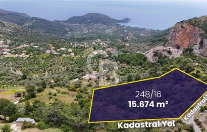 DATÇA MESUDİYE'DE DENİZ MANZARALI 15.674m² SATILIK ZEYTİNLİK