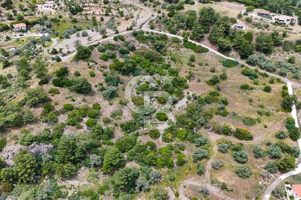 DATÇA MESUDİYE'DE DENİZ MANZARALI 15.674m² SATILIK ZEYTİNLİK