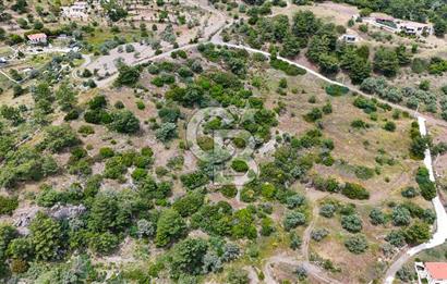 DATÇA MESUDİYE'DE DENİZ MANZARALI 15.674m² SATILIK ZEYTİNLİK