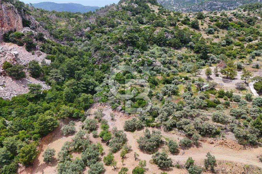 DATÇA MESUDİYE'DE DENİZ MANZARALI 5.014m² SATILIK ZEYTİNLİK