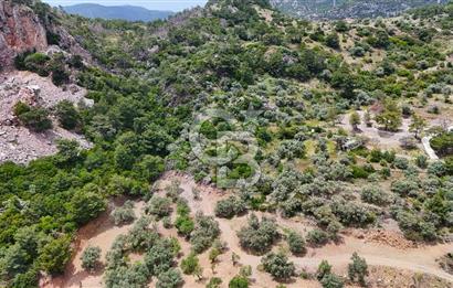 DATÇA MESUDİYE'DE DENİZ MANZARALI 5.014m² SATILIK ZEYTİNLİK