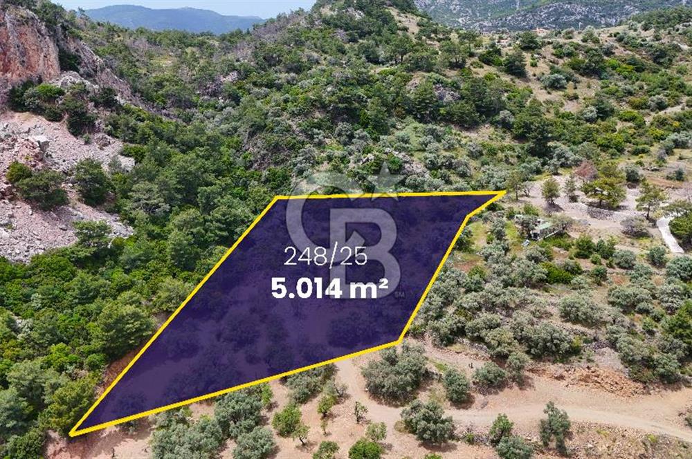 DATÇA MESUDİYE'DE DENİZ MANZARALI 5.014m² SATILIK ZEYTİNLİK
