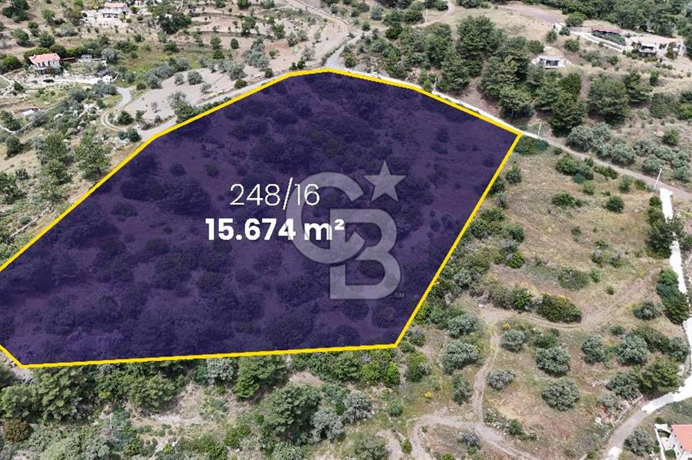 DATÇA MESUDİYE'DE DENİZ MANZARALI 15.674m² SATILIK ZEYTİNLİK