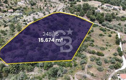 DATÇA MESUDİYE'DE DENİZ MANZARALI 15.674m² SATILIK ZEYTİNLİK