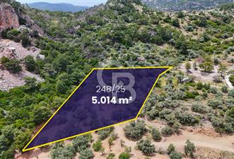 DATÇA MESUDİYE'DE DENİZ MANZARALI 5.014m² SATILIK ZEYTİNLİK
