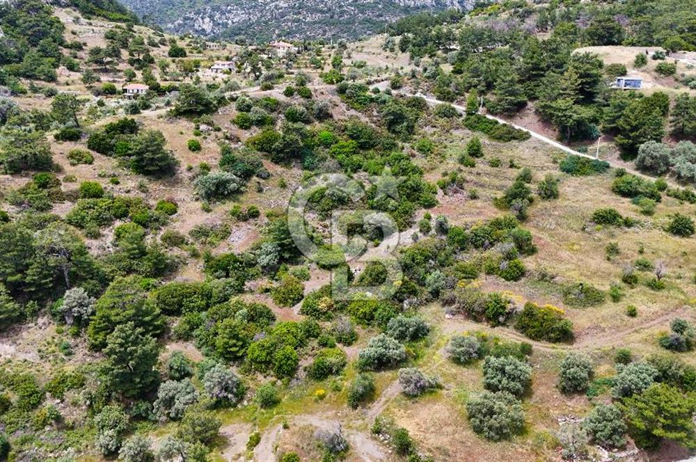 DATÇA MESUDİYE'DE DENİZ MANZARALI 15.674m² SATILIK ZEYTİNLİK