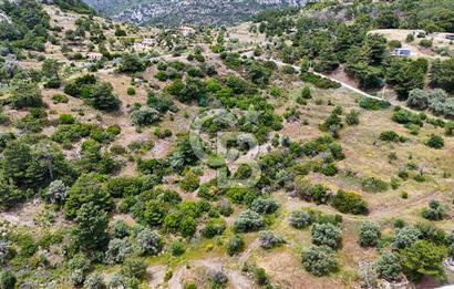 DATÇA MESUDİYE'DE DENİZ MANZARALI 15.674m² SATILIK ZEYTİNLİK