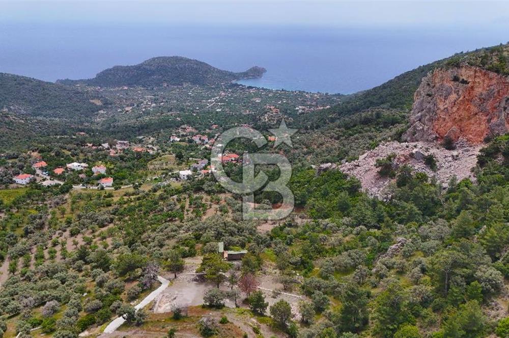 DATÇA MESUDİYE'DE DENİZ MANZARALI 5.014m² SATILIK ZEYTİNLİK