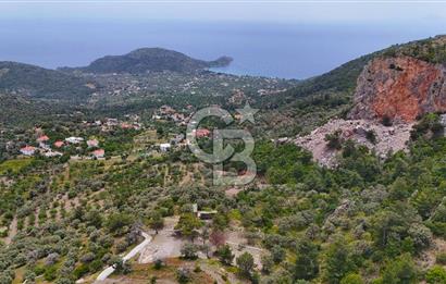 DATÇA MESUDİYE'DE DENİZ MANZARALI 5.014m² SATILIK ZEYTİNLİK