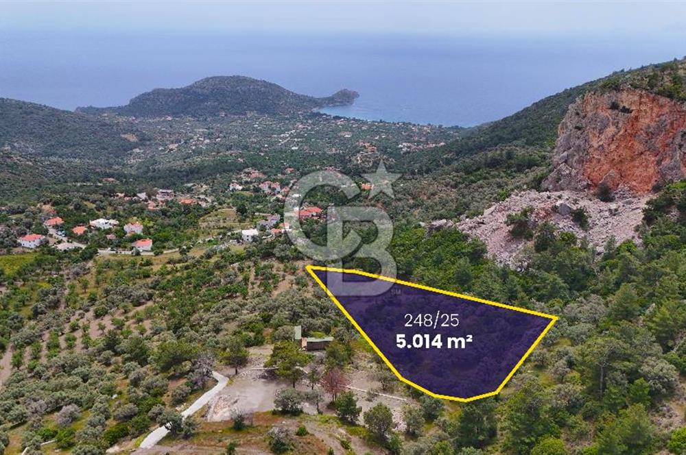DATÇA MESUDİYE'DE DENİZ MANZARALI 5.014m² SATILIK ZEYTİNLİK