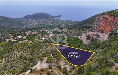 DATÇA MESUDİYE'DE DENİZ MANZARALI 5.014m² SATILIK ZEYTİNLİK