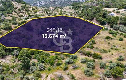 DATÇA MESUDİYE'DE DENİZ MANZARALI 15.674m² SATILIK ZEYTİNLİK