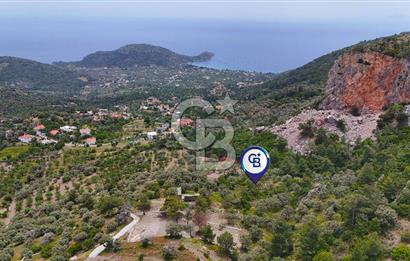DATÇA MESUDİYE'DE DENİZ MANZARALI 5.014m² SATILIK ZEYTİNLİK
