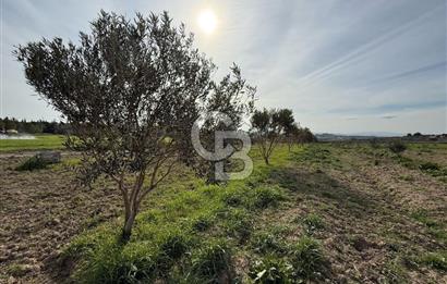 ÇANAKKALE MERKEZ GÖKÇALI KÖYÜNDE SATILIK ZEYTİNLİK VE TARIM ARAZİSi