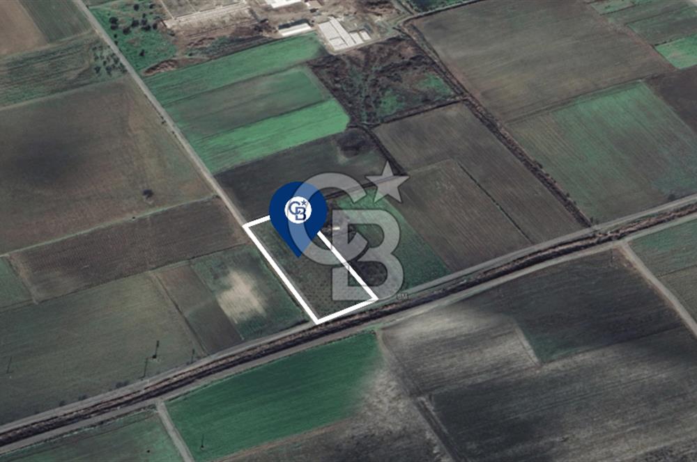 BERGAMA FERİZLER KÖYÜNDE (6712 M2) SATILIK ZEYTİNLİ TARLA