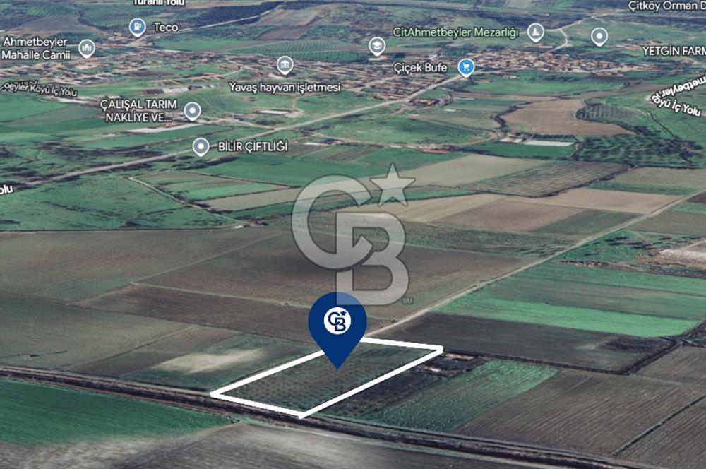 BERGAMA FERİZLER KÖYÜNDE (6712 M2) SATILIK ZEYTİNLİ TARLA