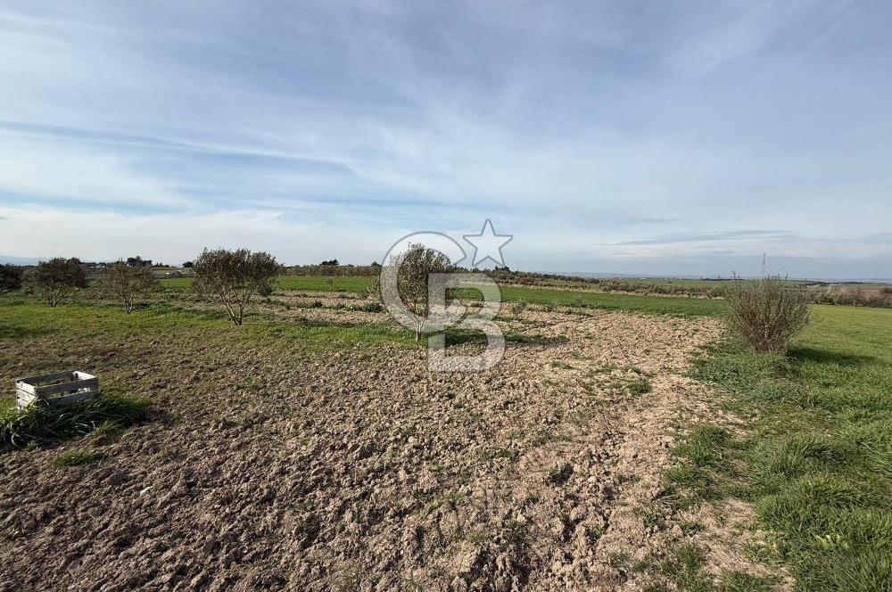 ÇANAKKALE MERKEZ GÖKÇALI KÖYÜNDE SATILIK ZEYTİNLİK VE TARIM ARAZİSi