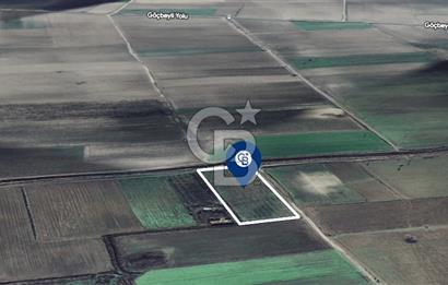 BERGAMA FERİZLER KÖYÜNDE (6712 M2) SATILIK ZEYTİNLİ TARLA
