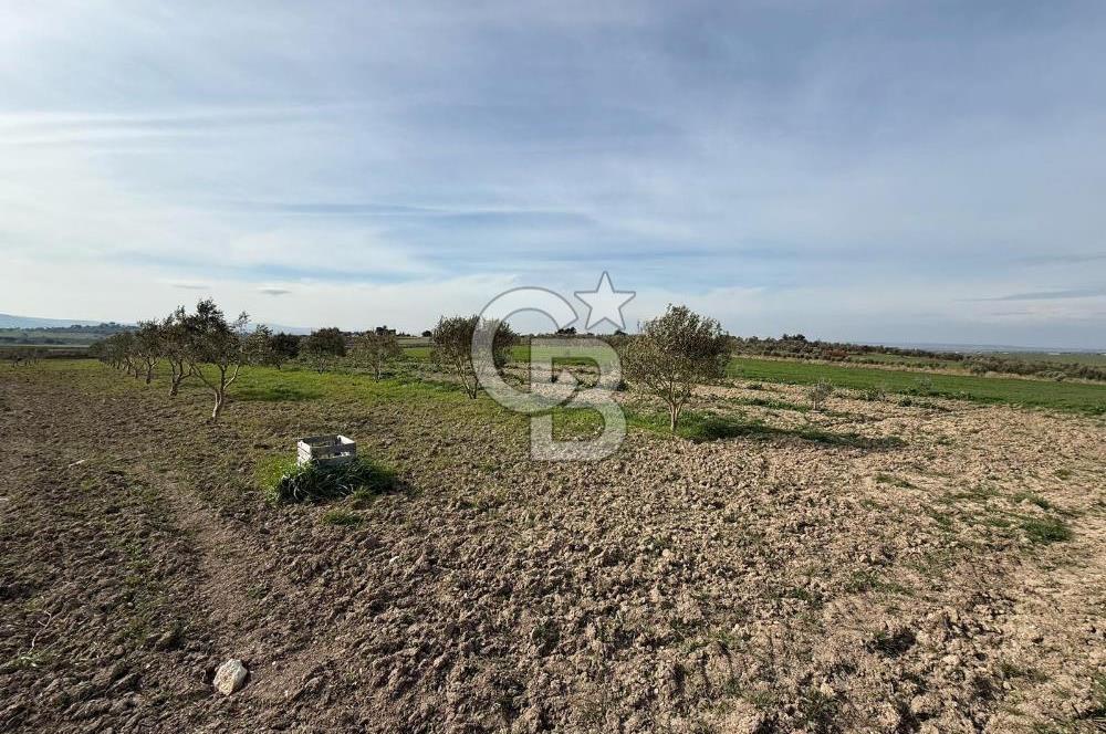 ÇANAKKALE MERKEZ GÖKÇALI KÖYÜNDE SATILIK ZEYTİNLİK VE TARIM ARAZİSi