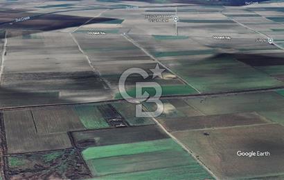 BERGAMA FERİZLER KÖYÜNDE (6712 M2) SATILIK ZEYTİNLİ TARLA