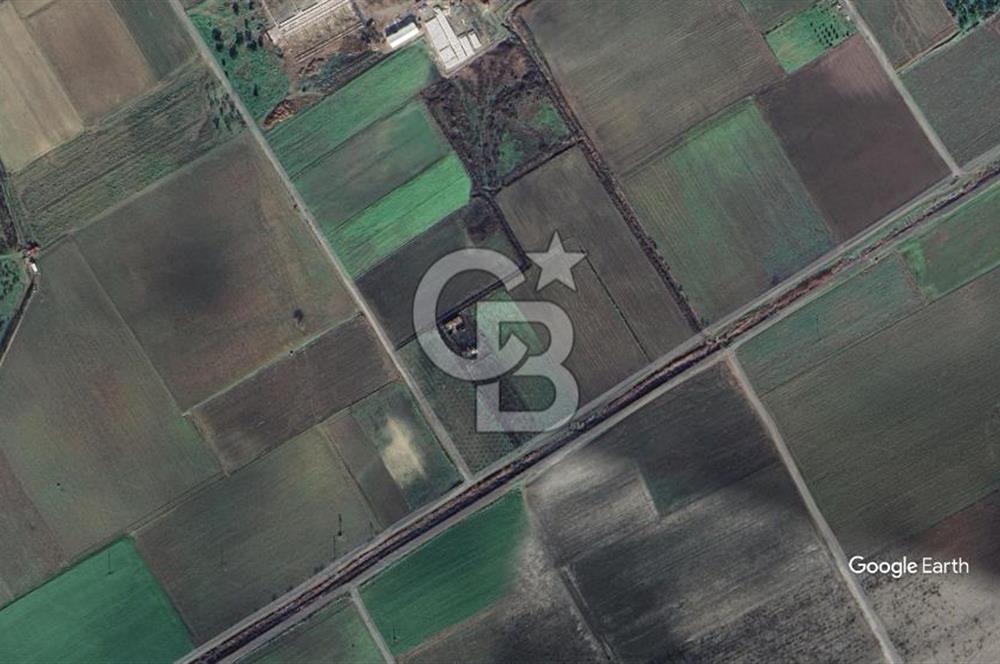BERGAMA FERİZLER KÖYÜNDE (6712 M2) SATILIK ZEYTİNLİ TARLA