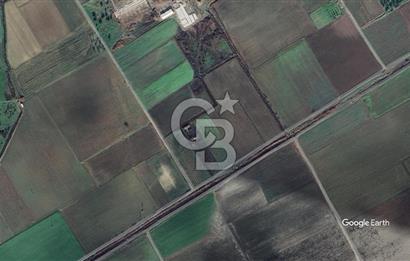 BERGAMA FERİZLER KÖYÜNDE (6712 M2) SATILIK ZEYTİNLİ TARLA