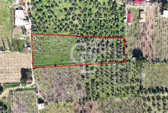 KEMALPAŞA MEHMET AKİF ERSOY'DA SATILIK 7.482 M2 KİRAZ BAHÇESİ