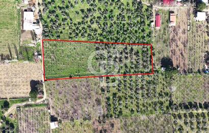 KEMALPAŞA MEHMET AKİF ERSOY'DA SATILIK 7.482 M2 KİRAZ BAHÇESİ