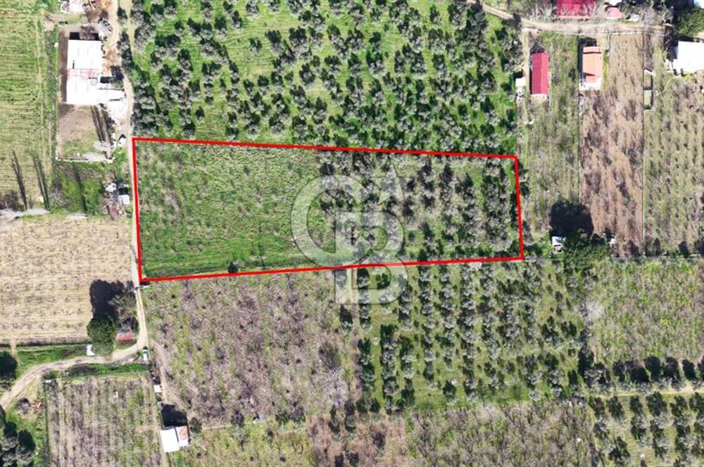 KEMALPAŞA MEHMET AKİF ERSOY'DA SATILIK 7.482 M2 KİRAZ BAHÇESİ