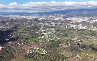 KEMALPAŞA MEHMET AKİF ERSOY'DA SATILIK 7.482 M2 KİRAZ BAHÇESİ