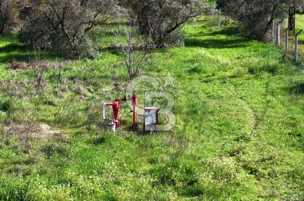 KEMALPAŞA MEHMET AKİF ERSOY'DA SATILIK 7.482 M2 KİRAZ BAHÇESİ