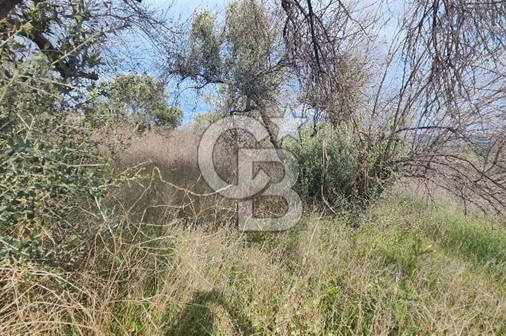 ÇANAKKALE YAĞCILAR KÖYÜ'NE SATILIK TARLA