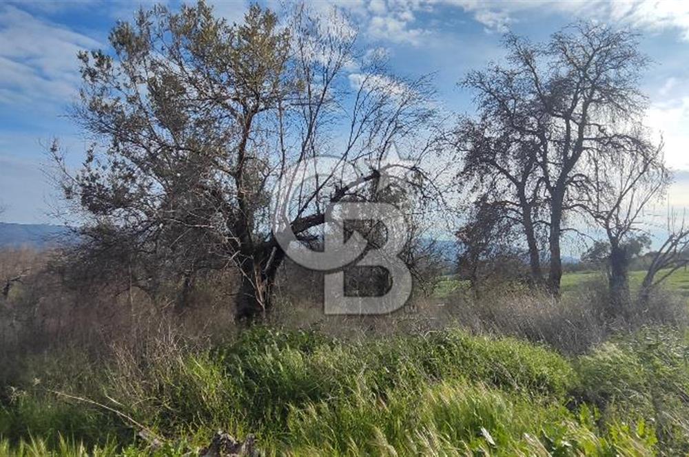 ÇANAKKALE YAĞCILAR KÖYÜ'NE SATILIK TARLA