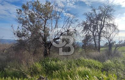 ÇANAKKALE YAĞCILAR KÖYÜ'NE SATILIK TARLA