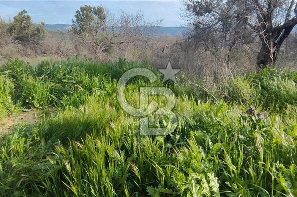 ÇANAKKALE YAĞCILAR KÖYÜ'NE SATILIK TARLA