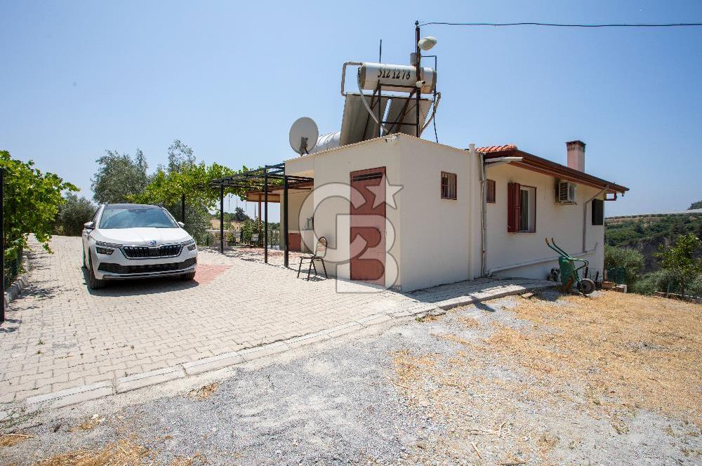 Aydın Söke'de Satılık 45 Dönüm Zeytinlik