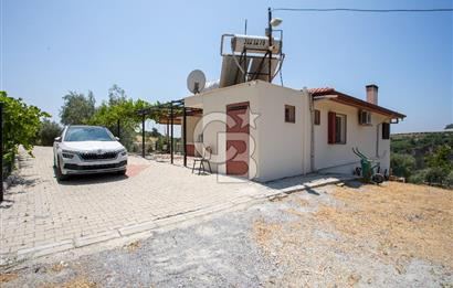 Aydın Söke'de Satılık 45 Dönüm Zeytinlik