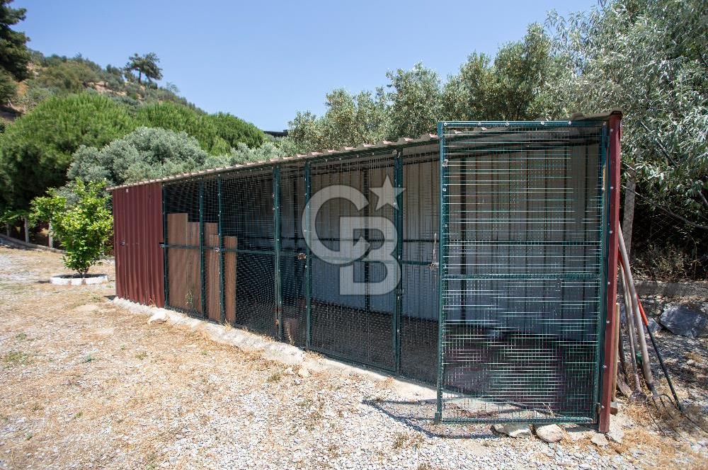 Aydın Söke'de Satılık 45 Dönüm Zeytinlik