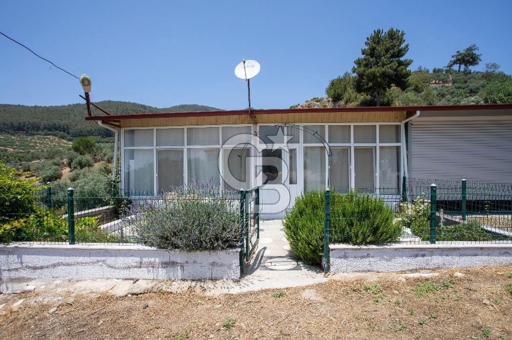 Aydın Söke'de Satılık 45 Dönüm Zeytinlik