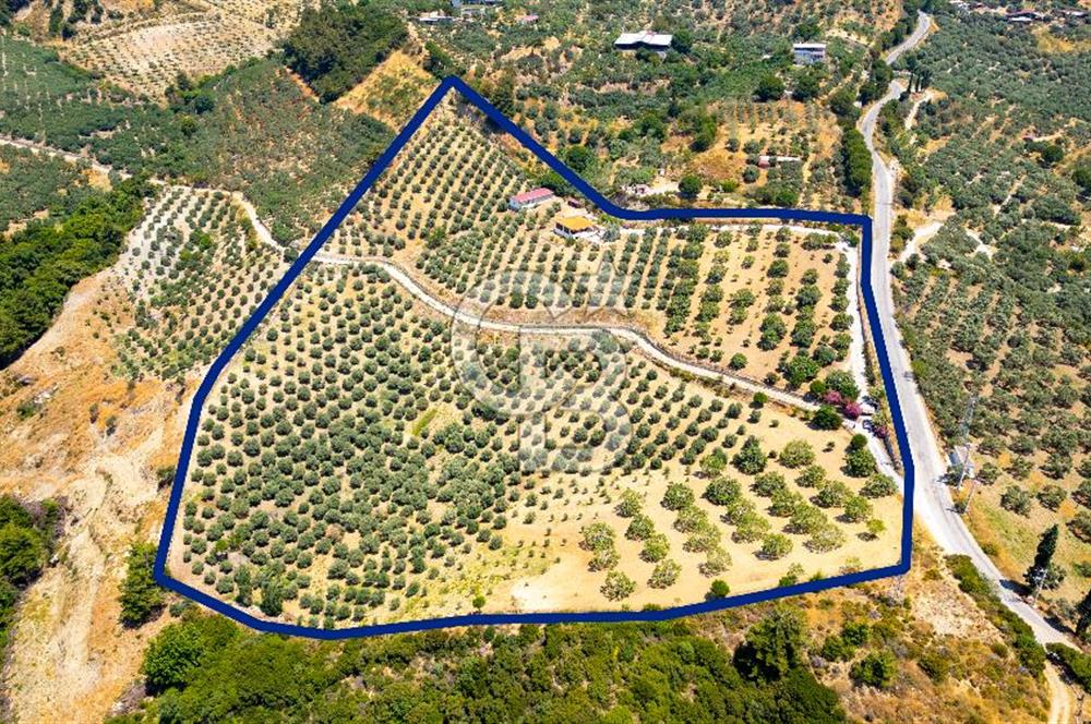 Aydın Söke'de Satılık 45 Dönüm Zeytinlik