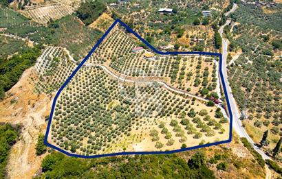 Aydın Söke'de Satılık 45 Dönüm Zeytinlik