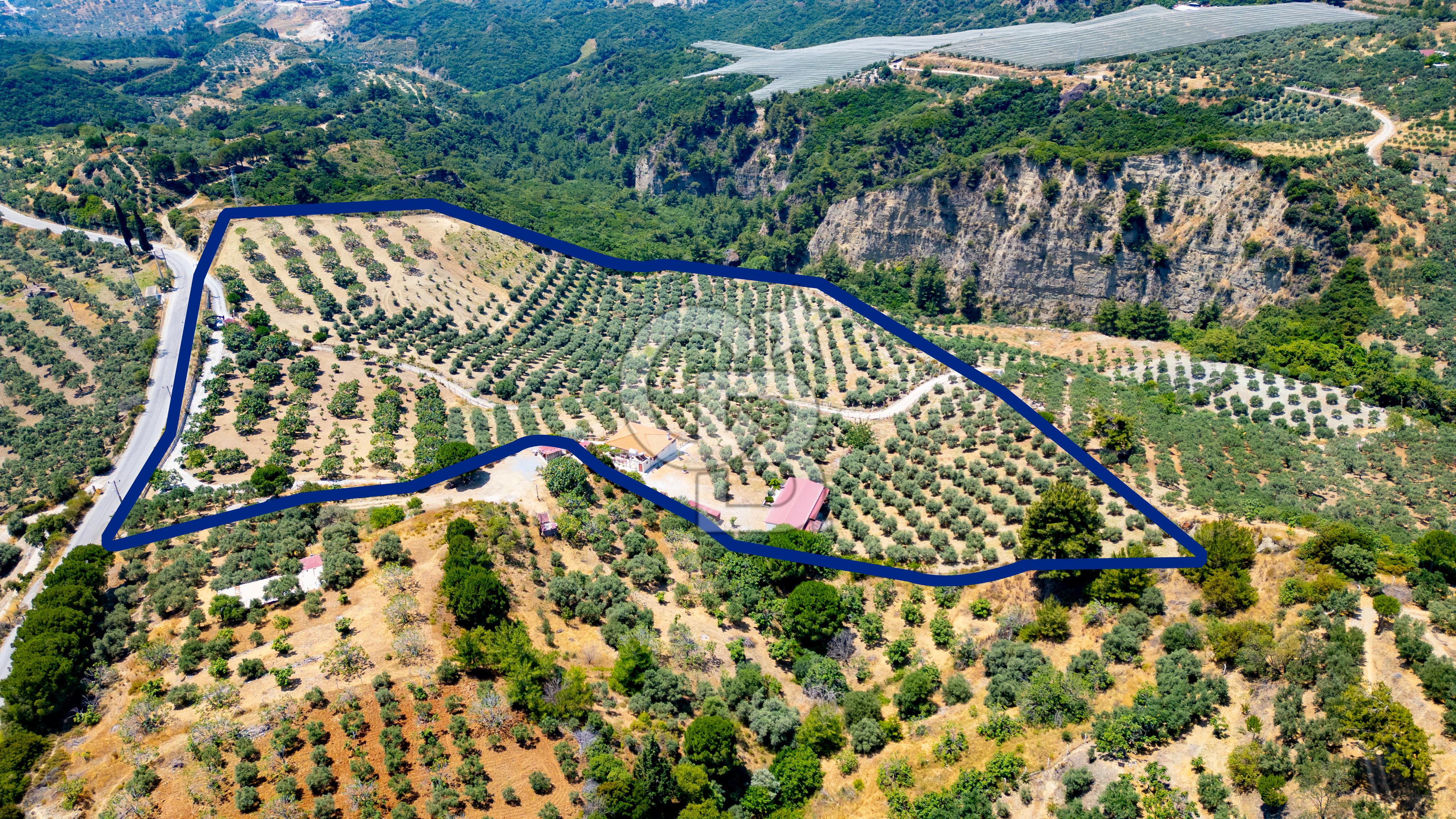 Aydın Söke'de Satılık 45 Dönüm Zeytinlik