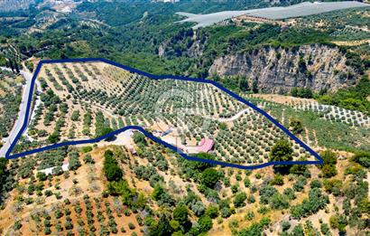 Aydın Söke'de Satılık 45 Dönüm Zeytinlik