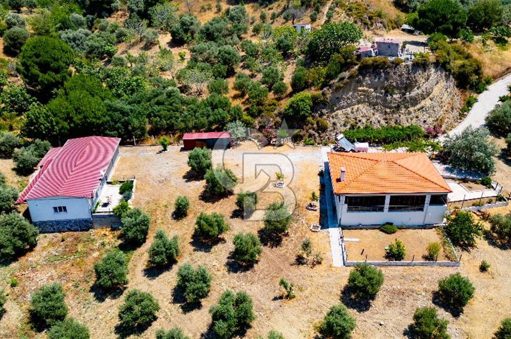 Aydın Söke'de Satılık 45 Dönüm Zeytinlik